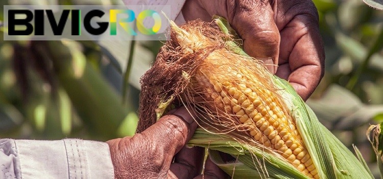 BIVIGRO | Nutrición  Animal