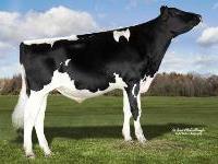 Holstein - 14HO7671 Business Plan