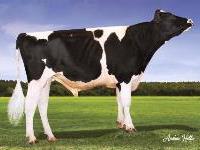 Holstein - 14HO7811 - Accelrenow