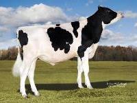 Holstein - 14HO7303 Gambler