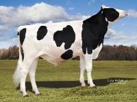 Holstein - 14HO7347 Monty