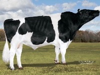 Holstein - 14HO5936 Dom