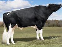 Holstein - 14HO6047 Favre