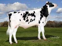 Holstein - 14HO7652 Extra Mile