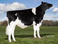 Holstein - 14HO7563 Paparazzi