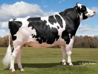 Holstein - 14HO6474 Nuclear