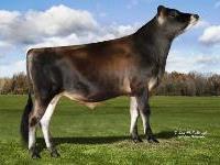 Jersey - 14JE0673 Avon