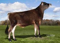 Jersey - 14JE0687 Baron