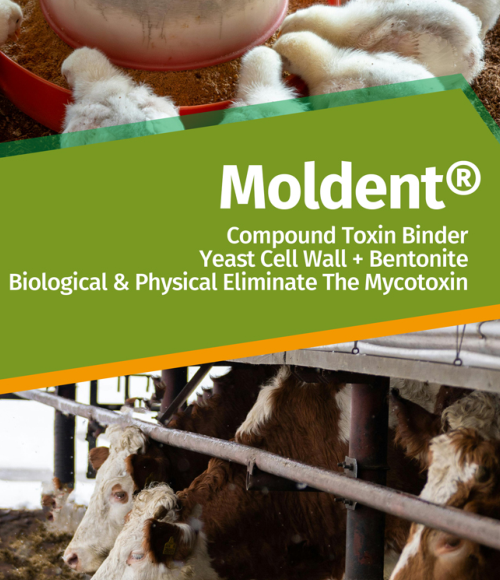 Moldent Moldent